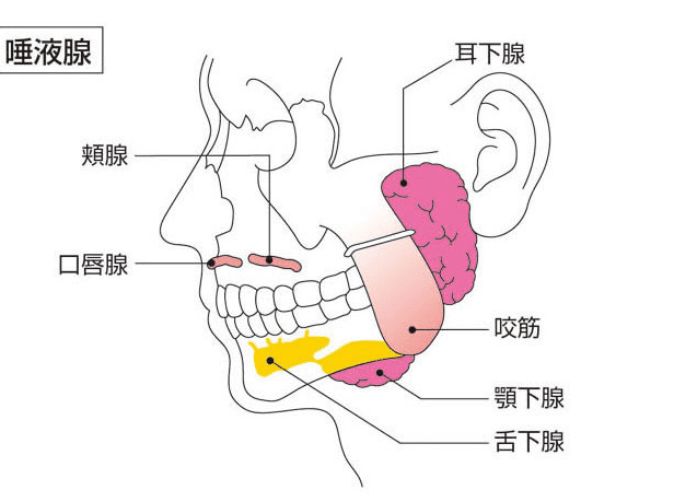 唾液腺結石