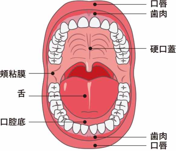 口腔構造與功能