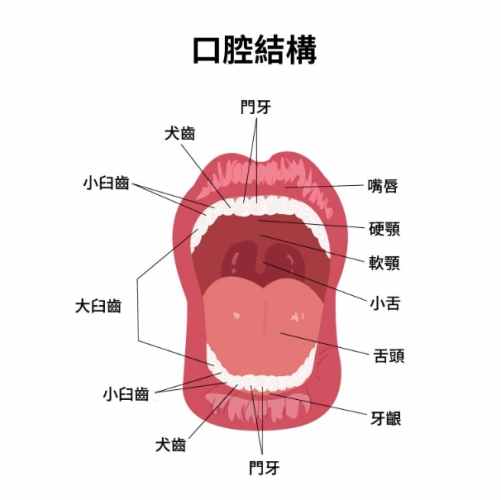 口腔硬顎