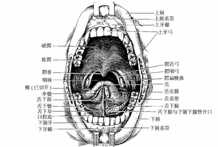 舌頭後面顆粒