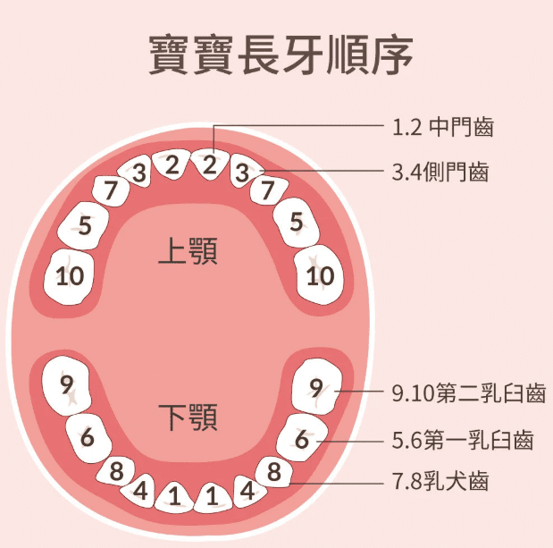 寶寶長牙顺序