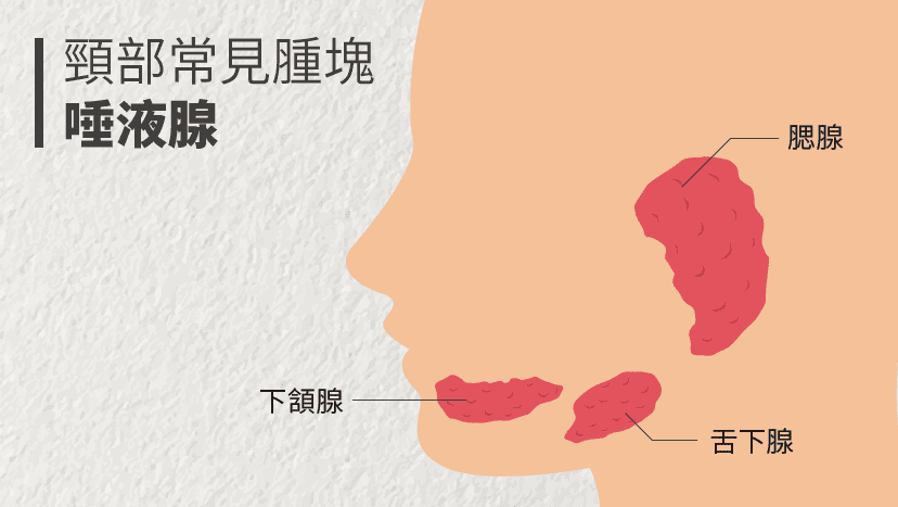 唾液腺位置在哪裡有哪些功能